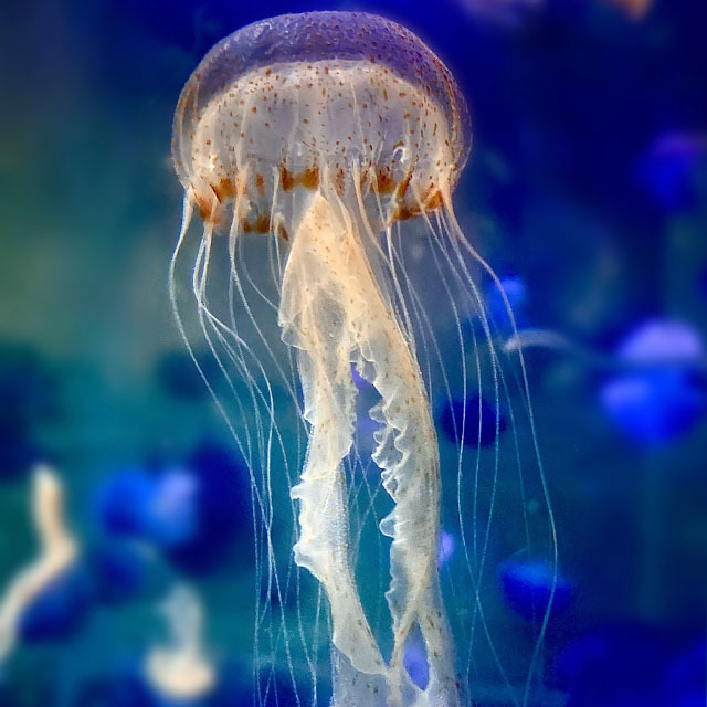 海洋空間 oceanspace圖片