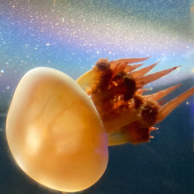 海洋空間 oceanspace圖片