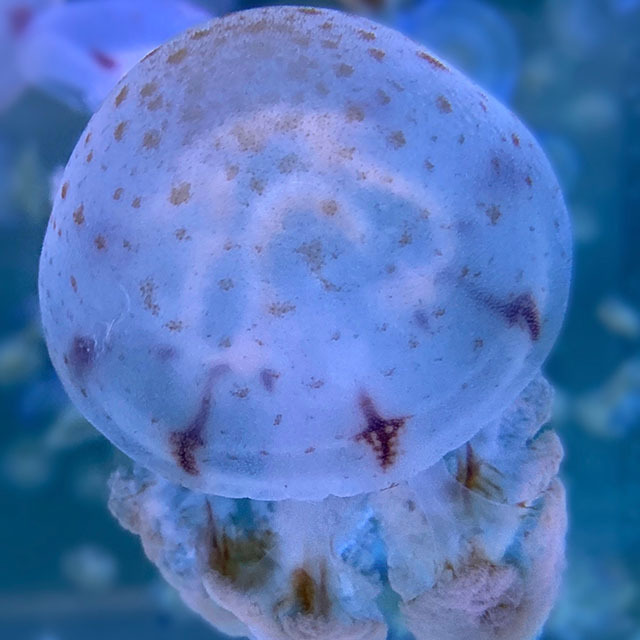 海洋空間 oceanspace圖片