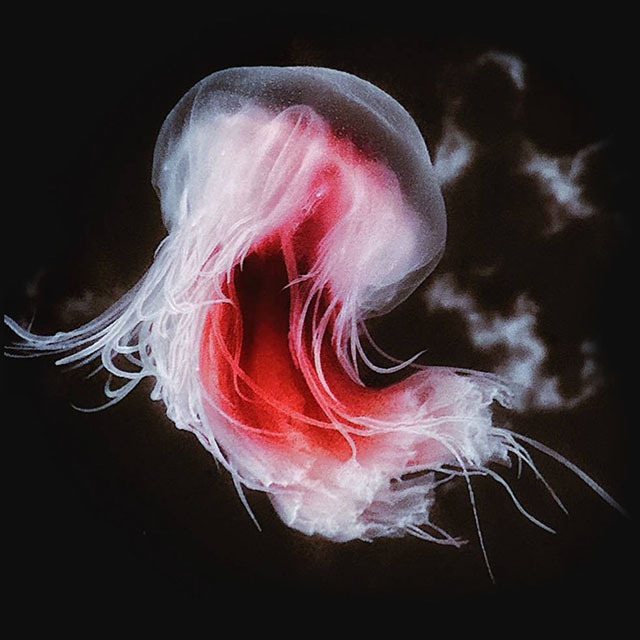 海洋空間 oceanspace圖片