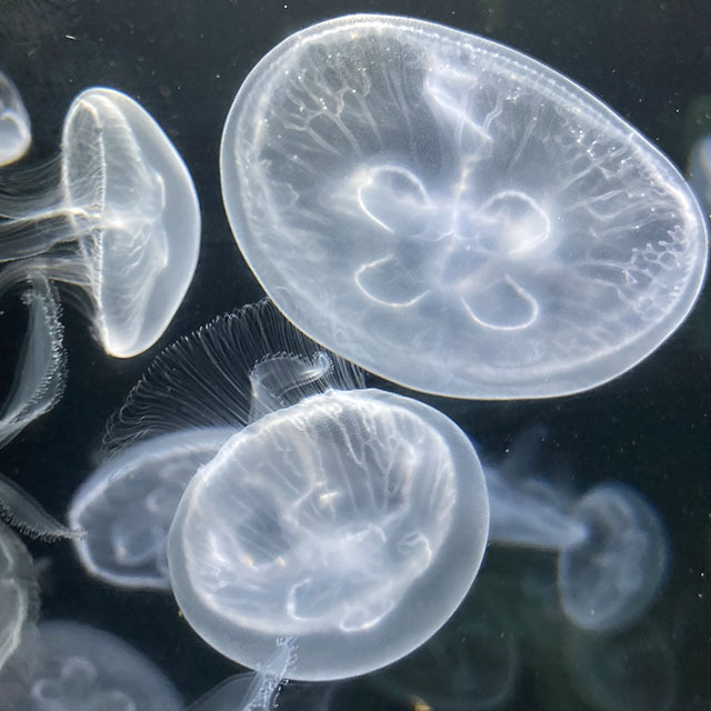 海洋空間 oceanspace圖片